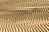 A lone isolated plant at sunset in low light on sand dune ripples, Magdalena Island, Baja California Sur