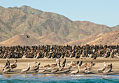 A variety of bird species including brown pelicans and cormorants rest on the shore of Isla Magdalena, Baja California Sur