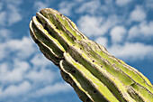 Ein Cardon-Kaktus greift im späten Nachmittagslicht in Baja California Sur nach dem Himmel
