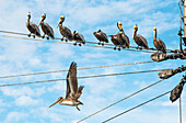 A group of brown pelicans perches on a fishing boat on the wharf of Puerto San Carlos. One takes flight through the boat's rigging.