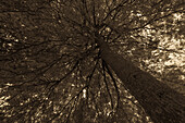 Low angle moody monotone image of autumn tree