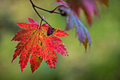 Colorful leaves and trees during Autumn season