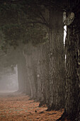 Nebelige Naturaufnahme, die im Herbst auf eine Reihe von Bäumen blickt