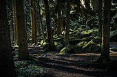 Waldpfad mit Felsen entlang der Felsformation Steinwand, Poppenhausen, Rhön, Hessen, Deutschland, Europa