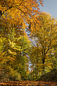 Herbstwald am Hohenstein, Weserbergland, Hessisch Oldendorf, Niedersachsen, Deutschland, Europa