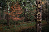 Buche und Totholz im Urwald Baumweg, Ahlhorn, Niedersachsen, Deutschland, Europa