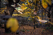 Herbstlaub im Urwald Baumweg, Ahlhorn, Niedersachsen, Deutschland, Europa