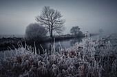Schilf bei Frost und Nebel am Friedeburger Tief, Etzel, Ostfriesland, Niedersachsen, Deutschland, Europa