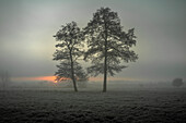 Bäume auf einem Feld in Frost und Nebel bei Sonnenaufgang, Etzel, Ostfriesland, Niedersachsen, Deutschland, Europa