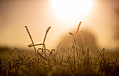 Gefrorenes Gras auf Feld im Sonnenlicht, Etzel, Ostfriesland, Niedersachsen, Deutschland, Europa
