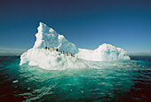 Adelie-Pinguin (Pygoscelis adeliae) Gruppe reitet geformten Eisberg, Terre Adelie Land, Ost-Antarktis