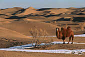 Trampeltier (Camelus Bactrianus) im Winter, Wüste Gobi, Mongolei