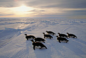 Kaiserpinguin (Aptenodytes Forsteri) Rodeln auf Meereis bei Sonnenuntergang, Weddellmeer, Antarktis