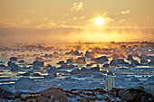 Eisbär (Ursus Maritimus) bei Sonnenaufgang, Hudson Bay, Seal River, Manitoba, Kanada