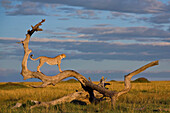 Gepard (Acinonyx jubatus) Männchen auf der Suche, Masai Mara, Kenia