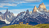 Guanaco (Lama Guanicoe) Gruppe in der Nähe von Bergen, Cerro Torre, Nationalpark Los Glaciares, Patagonien, Argentinien