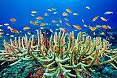 Red-cheeked Anthias (Pseudanthias huchtii) Schule im Riff, Great Barrier Reef, Australien