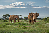Afrikanischer Elefant (Loxodonta africana) Bullen grasen im Grünland mit dem Kilimandscharo im Hintergrund, Amboseli Nationalpark, Kenia