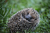 Hedgehog curls up