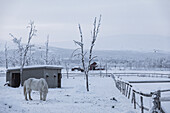 Weißes Pferd in schneebedeckter Landschaft. Winterszene in Schwedisch Lappland