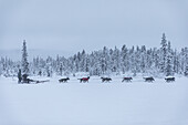 Musher and sled dogs. Winter scene in Swedish Lapland