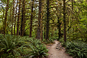 Wanderer auf einem Pfad mit üppigen grünen Farnen im Hoh Rain Forest National Park auf der Olympic-Halbinsel im US-Bundesstaat Washington