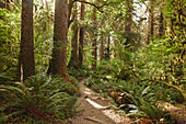 Wanderer auf einem Pfad mit grünen Farnen auf beiden Seiten und Sonne, die durch Bäume im Hoh Rain Forest National Park auf der Olympic Peninsula im US-Bundesstaat Washington hereinkommt