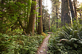 Wanderer mit Blick auf einen Pfad am späten Nachmittag im Hoh Rain Forest National Park auf der Olympic-Halbinsel im US-Bundesstaat Washington