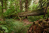 Wanderer auf umgestürzten Baum auf einem Pfad im Hoh Rain Forest National Park auf der Olympic-Halbinsel im US-Bundesstaat Washington