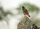 A common myna bird perches on lichen-encrusted rocks of Angkor Wat