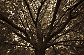 Moody seasonal low angle shot of tree during Autumn season