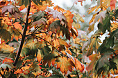 Bunte Blätter und Bäume während der Herbstsaison