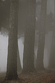 Reihe von Bäumen im Nebel, saisonales Bild des schwermütigen Herbstes.