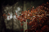 Colorful leaves and trees during Autumn season