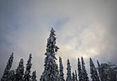 Niedriger Winkel der aufgehenden Sonne über einem Baum in Ruka, Finnisch-Lappland