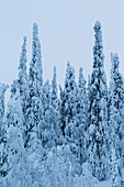 Fir Trees Standing at attention covered in snow, Finnish Lapland