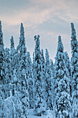 Niedrigwinkelaufnahme von Tannenbäumen, die stramm stehen, mit Sonnenaufgangshimmel im Hintergrund, der mit Schnee bedeckt ist