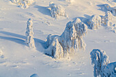 Sonnenaufgang und schneebedeckte Bäume über Ruka. Finnisches Lappland bei Sonnenaufgang