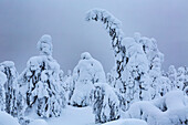 Baumfamilie vor stürmischem Himmel Wächter von Lappland. Kuusamo, Finnisch-Lappland, Finnland