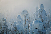 Ruhiger Sonnenaufgang über immergrünen Bäumen, die nach einem Blizzard in Ruka Finnisch-Lappland mit Schnee bedeckt sind