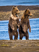 Coastal Brown Bears (Ursus arctos horribilis) along Hallo Creek, Katmai National Park and Preserve, Alaska