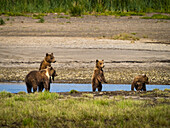 Coastal Brown Bears (Ursus arctos horribilis) along Hallo Creek, Katmai National Park and Preserve, Alaska