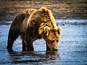 Mutter beim Angeln, Grizzlybären (Ursus arctos horribilis) am Hallo Creek, Katmai National Park and Preserve, Alaska