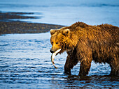Mutter mit Fisch, Grizzlybär (Ursus arctos horribilis) am Hallo Creek, Katmai National Park and Preserve, Alaska
