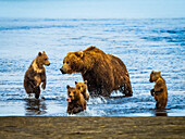 Mutter mit vier Jungtieren nach dem Fischfang, Grizzlybären (Ursus arctos horribilis) am Hallo Creek, Katmai National Park and Preserve, Alaska