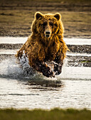 Coastal Brown Bears (Ursus arctos horribilis) chasing salmon in Hallo Creek, Katmai National Park and Preserve, Alaska