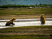 Gegeneinander antreten! Braunbärenmutter konfrontiert jüngeren Bären, Grizzlybären (Ursus arctos horribilis) auf Lachsjagd im Hallo Creek, Katmai National Park and Preserve, Alaska