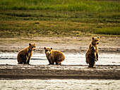 Drei Jungtiere beobachten ihre Mutter, Grizzlybären (Ursus arctos horribilis) bei der Lachsjagd im Hallo Creek, Katmai National Park and Preserve, Alaska