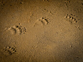 Bear tracks in mud, Coastal Brown Bears (Ursus arctos horribilis) at Hallo Bay, Katmai National Park and Preserve, Alaska