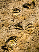 Bear tracks in mud, Coastal Brown Bears (Ursus arctos horribilis) at Hallo Bay, Katmai National Park and Preserve, Alaska